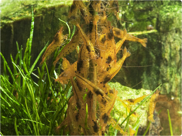 Hrana pentru creveti GlasGarten Shrimp Lollies - Algae Power