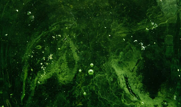 alge verzi