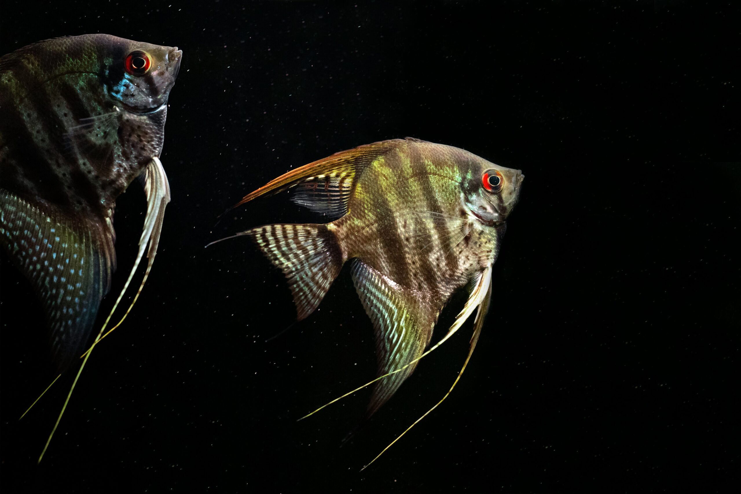 acvariu fara substrat