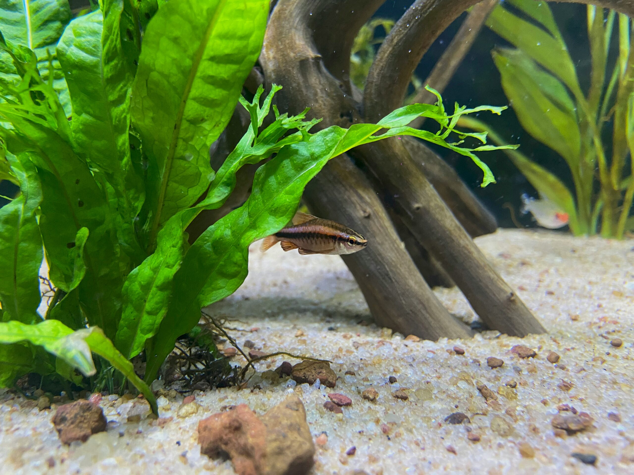 Acvariu plantat vs. acvariu decorativ