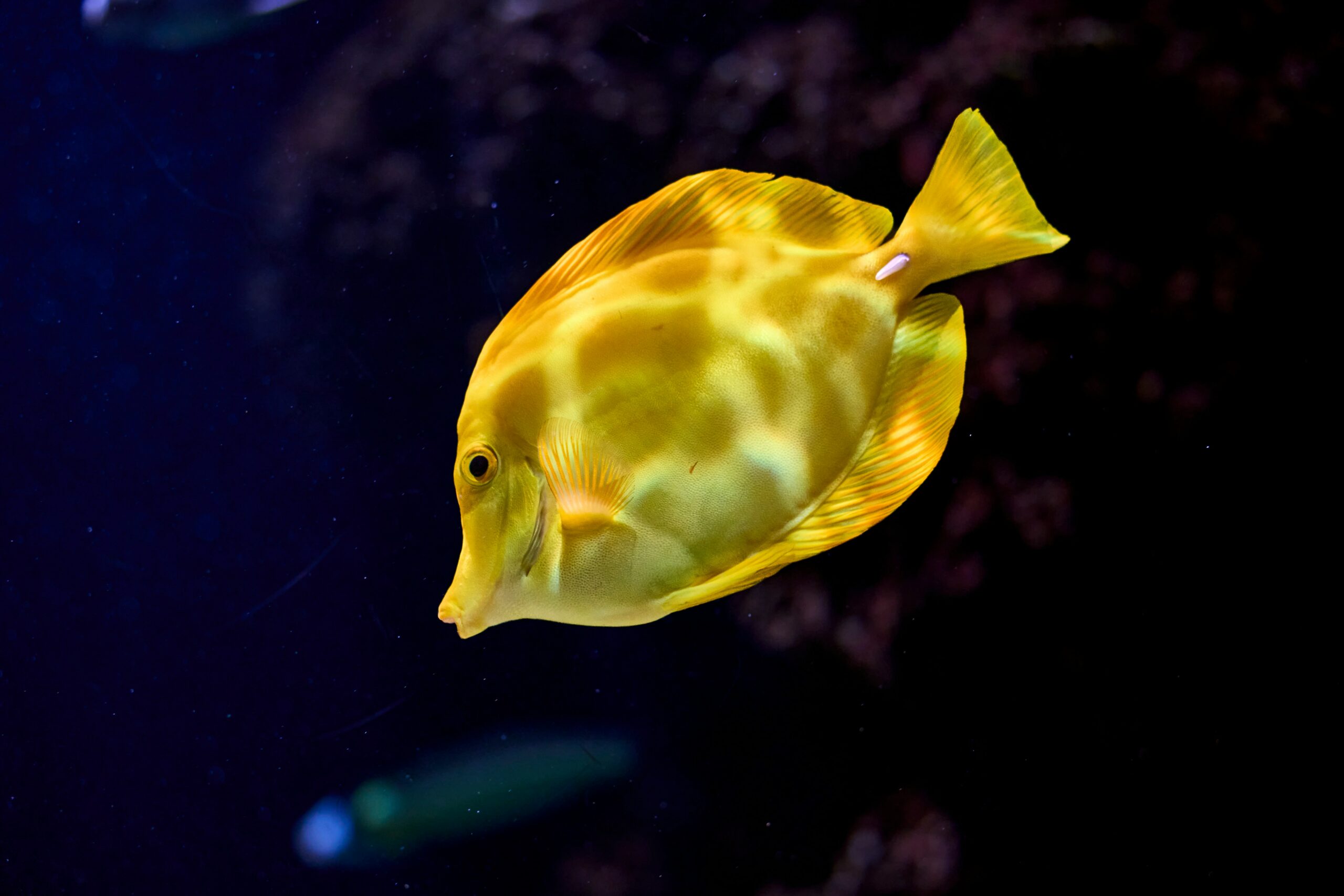 De ce nu mananca pestii