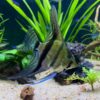 Plante epifite vs plante de substrat – diferente esentiale