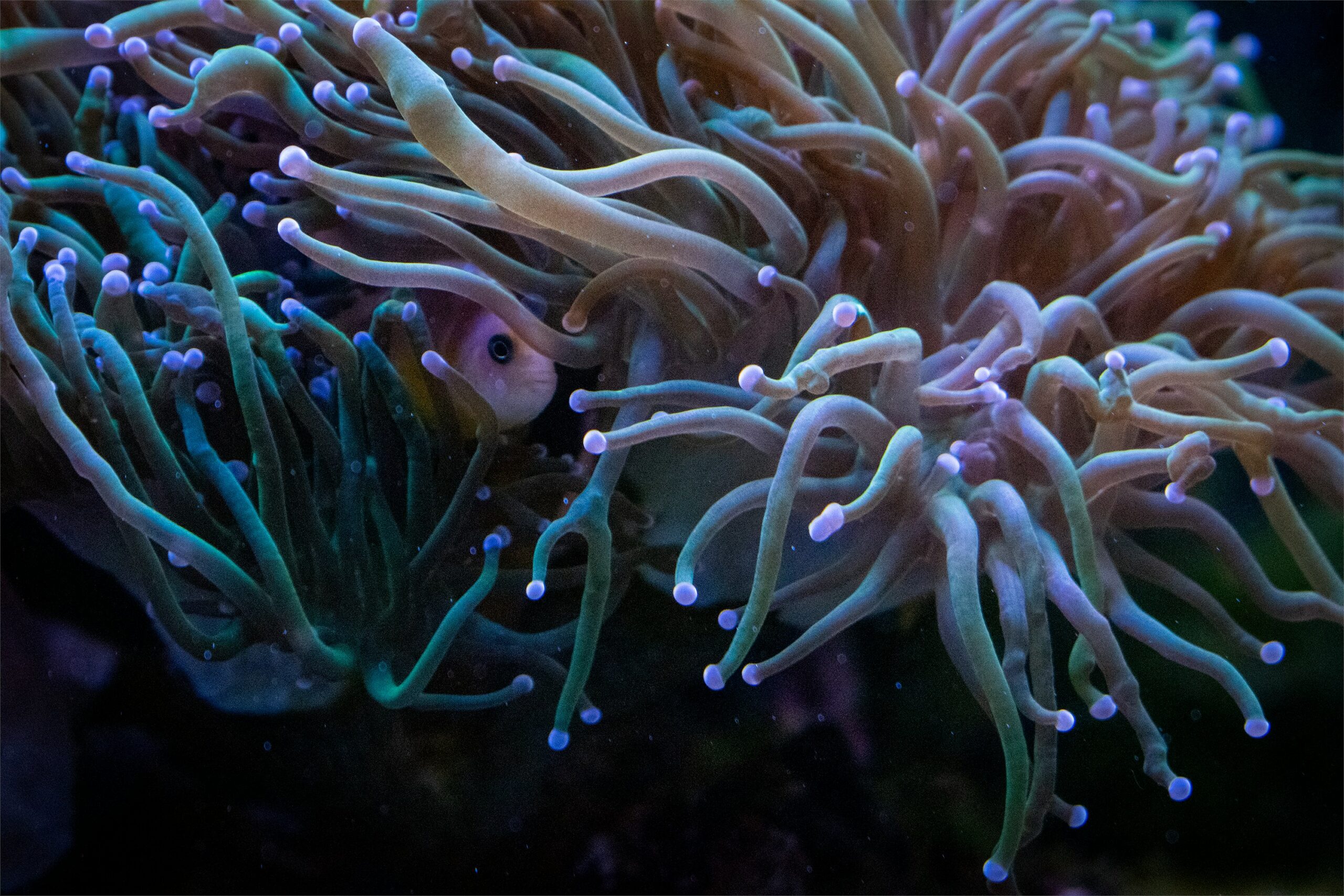 biofilm in acvariu