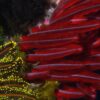 Plante acvatice care cresc rapid