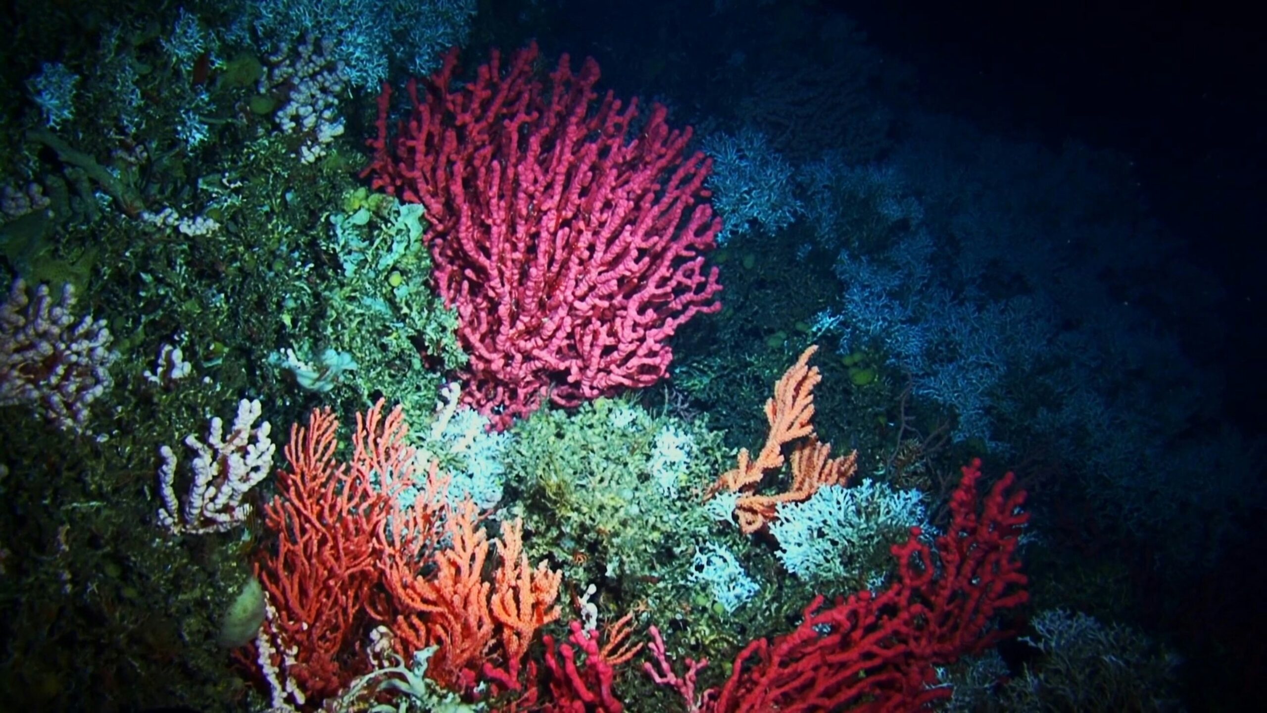 Plante rosii in acvariu