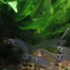 alga bloom